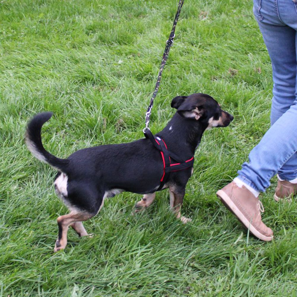 Nobby Norwegergeschirr MESH PRENO - S/M/L/XL - Nylon Geschirr Hundegeschirr