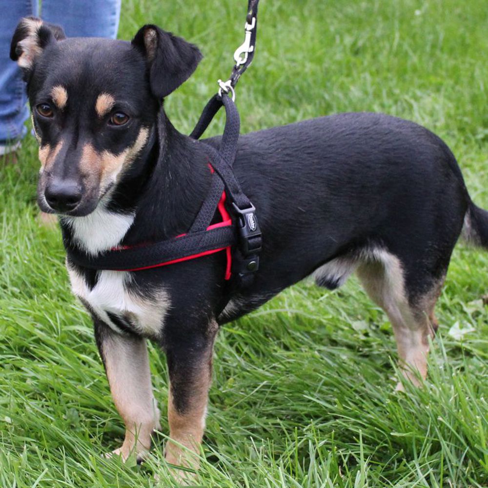 Nobby Norwegergeschirr MESH PRENO - S/M/L/XL - Nylon Geschirr Hundegeschirr