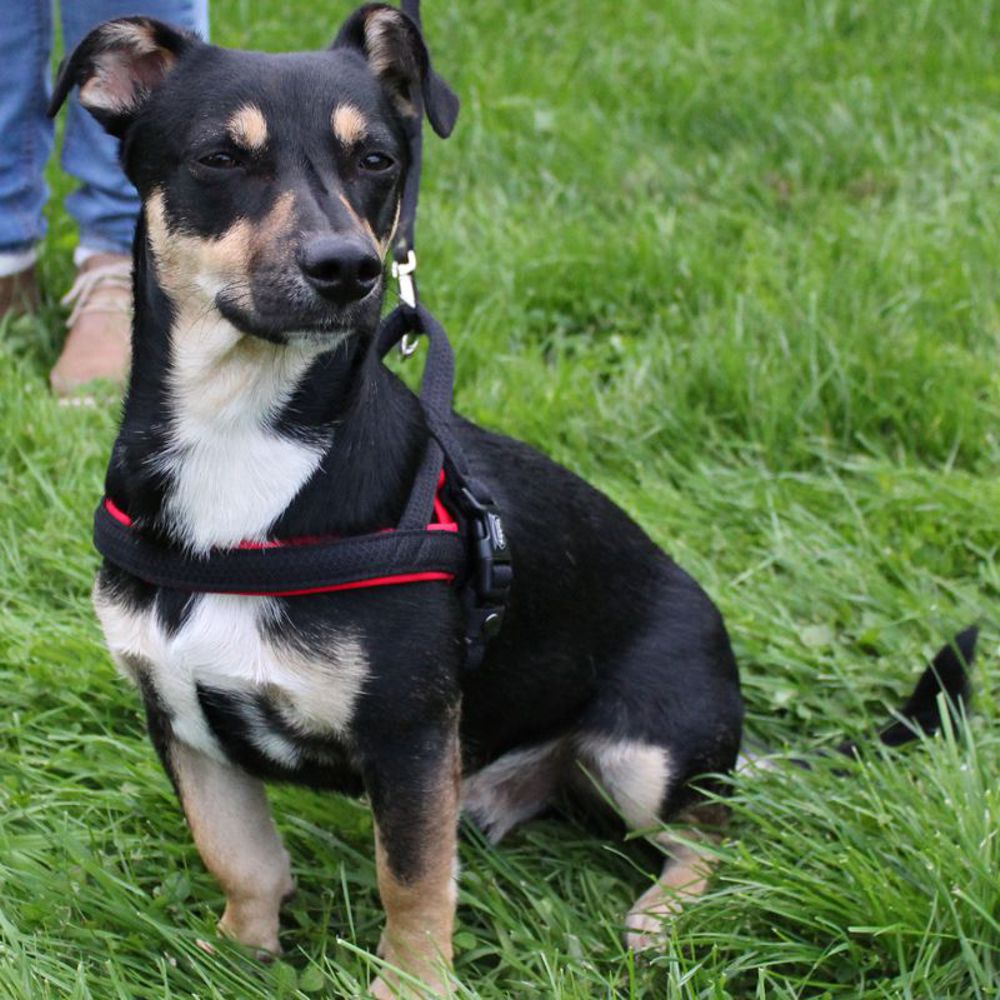 Nobby Norwegergeschirr MESH PRENO - S/M/L/XL - Nylon Geschirr Hundegeschirr