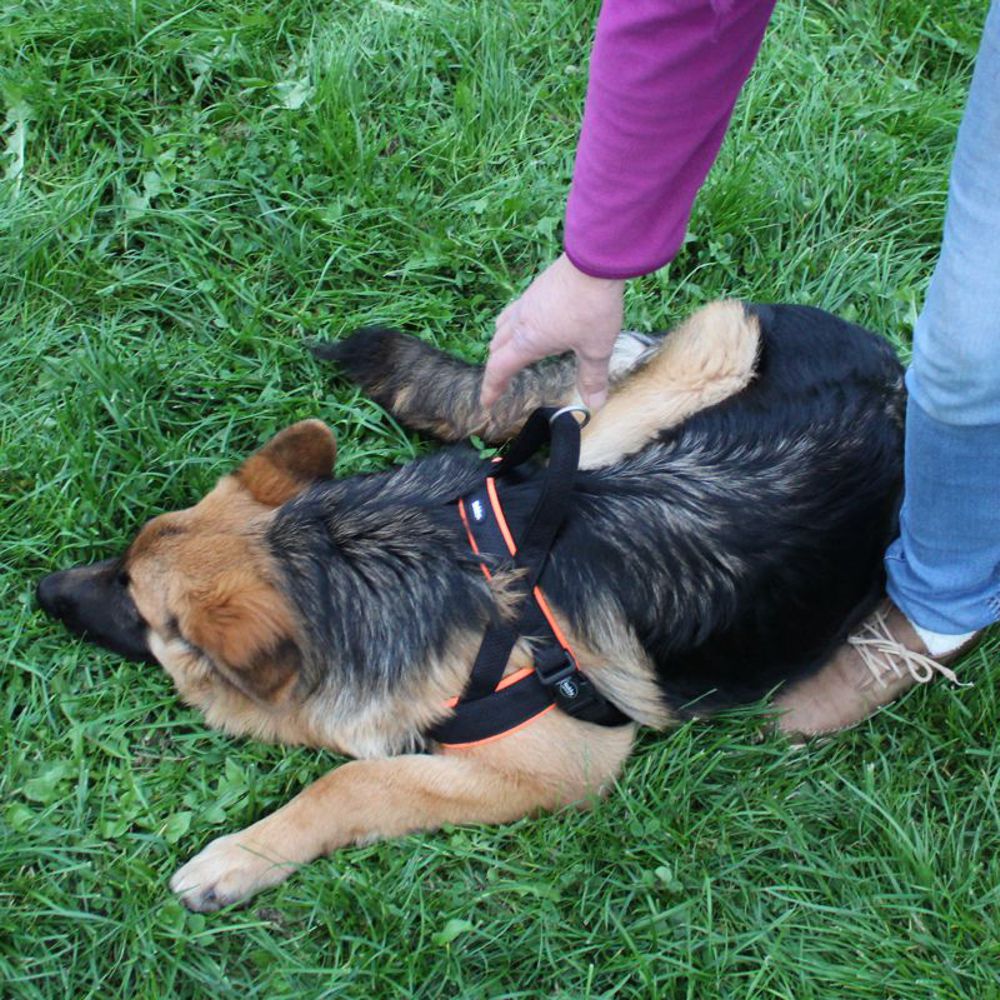 Nobby Norwegergeschirr MESH PRENO - S/M/L/XL - Nylon Geschirr Hundegeschirr