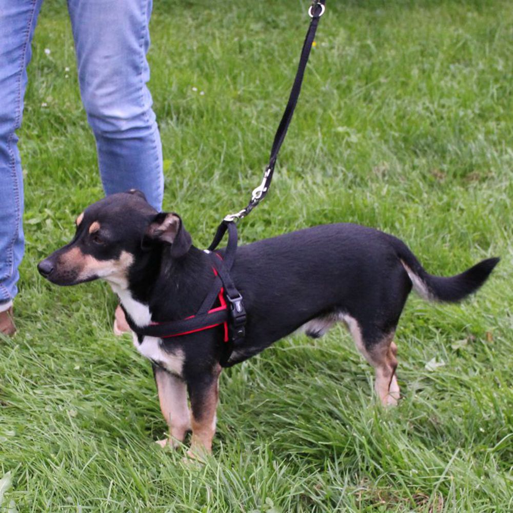 Nobby Norwegergeschirr MESH PRENO - S/M/L/XL - Nylon Geschirr Hundegeschirr