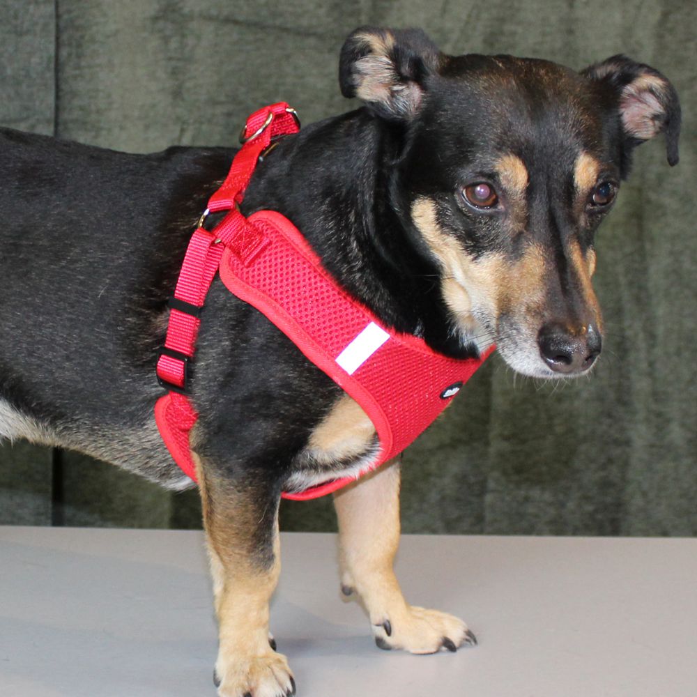 Nobby Geschirr MESH REFLECT - XXS/XS/S/M/L/XL - Nylon Meshgewebe Hundegeschirr