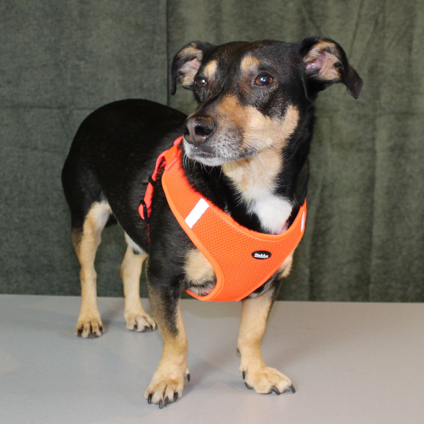 Nobby Geschirr MESH REFLECT - XXS/XS/S/M/L/XL - Nylon Meshgewebe Hundegeschirr