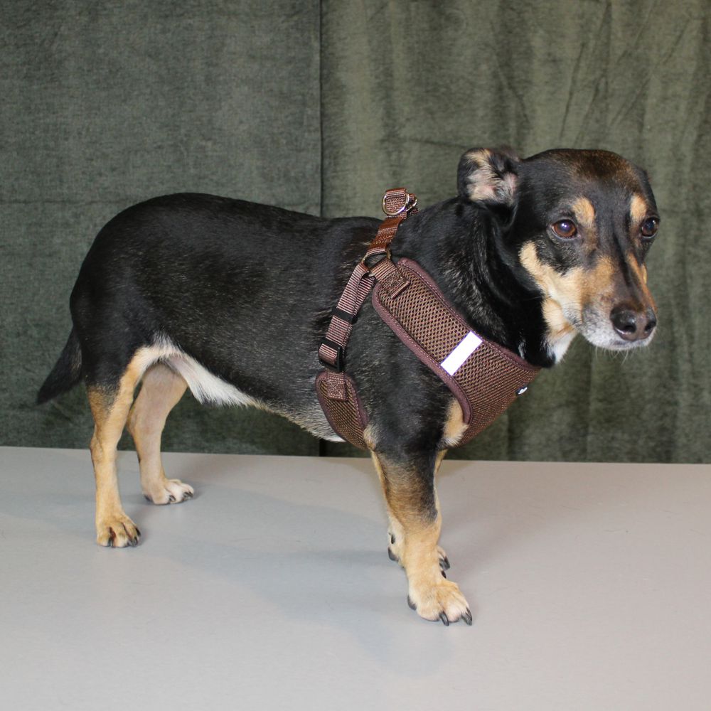 Nobby Geschirr MESH REFLECT - XXS/XS/S/M/L/XL - Nylon Meshgewebe Hundegeschirr