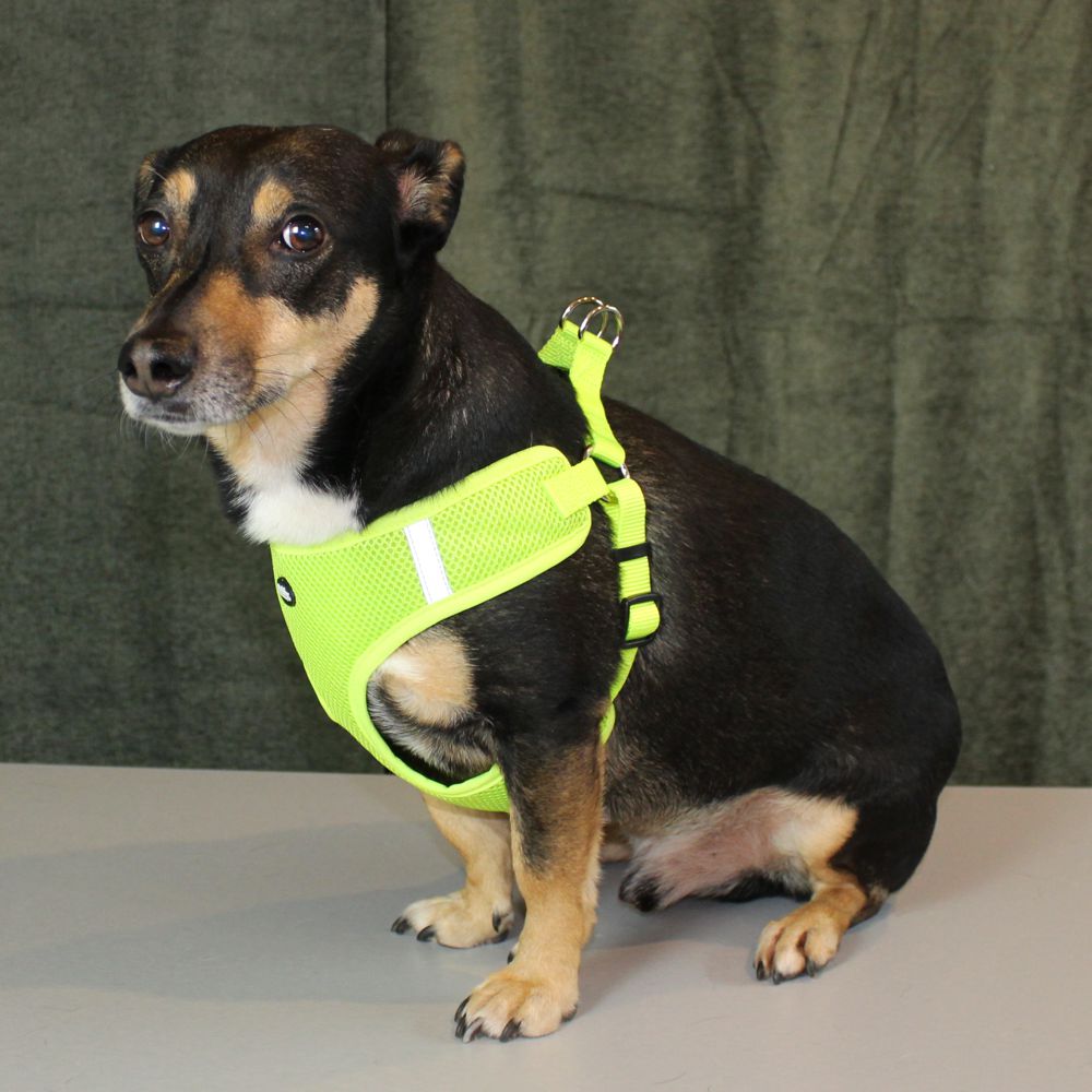 Nobby Geschirr MESH REFLECT - XXS/XS/S/M/L/XL - Nylon Meshgewebe Hundegeschirr