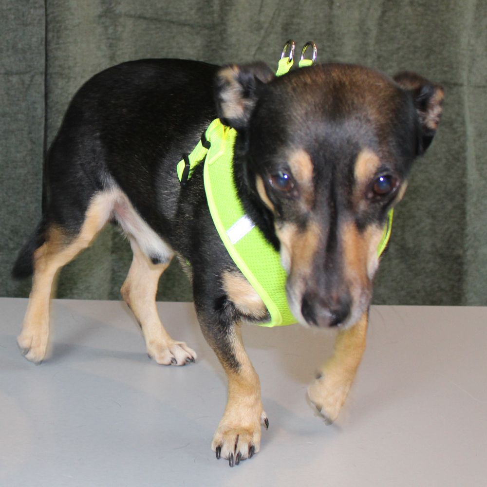 Nobby Geschirr MESH REFLECT - XXS/XS/S/M/L/XL - Nylon Meshgewebe Hundegeschirr