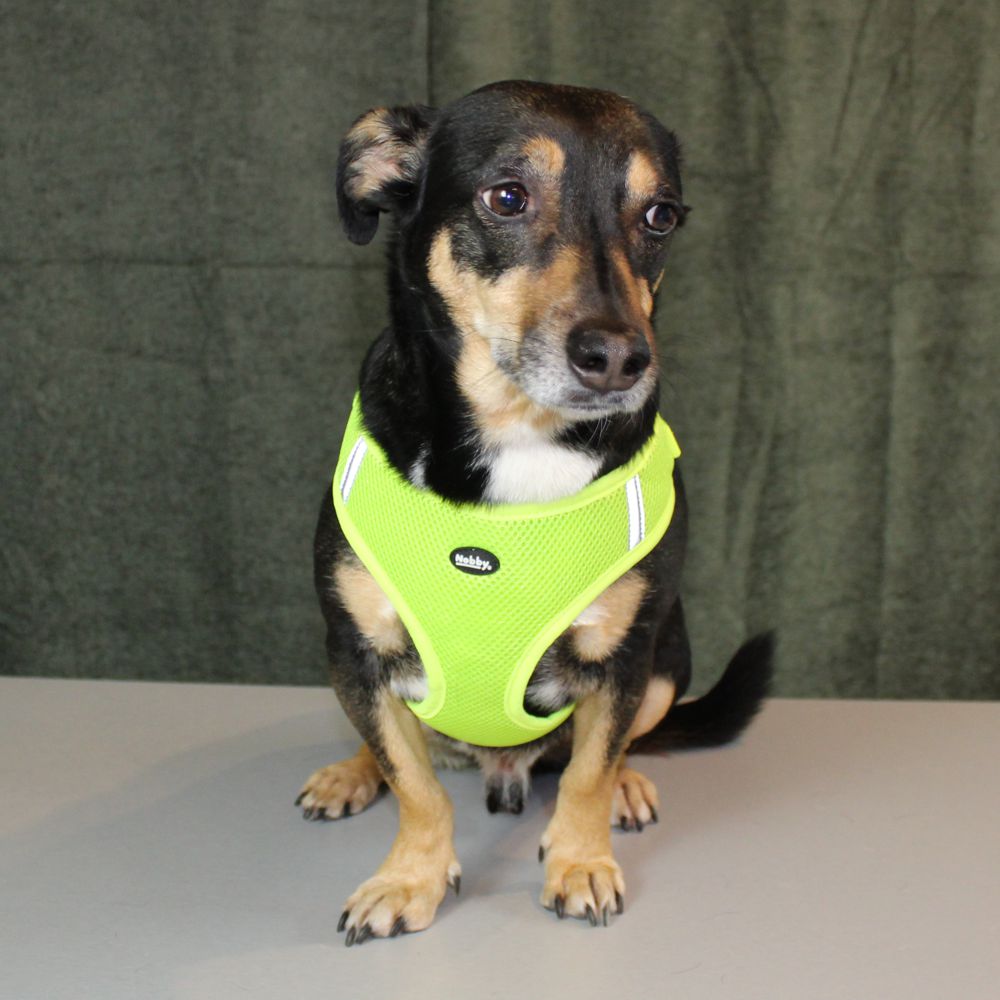 Nobby Geschirr MESH REFLECT - XXS/XS/S/M/L/XL - Nylon Meshgewebe Hundegeschirr