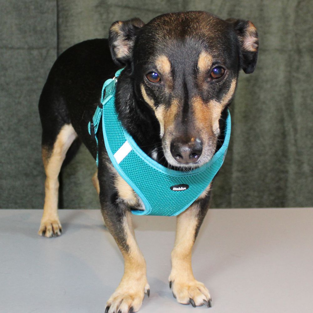 Nobby Geschirr MESH REFLECT - XXS/XS/S/M/L/XL - Nylon Meshgewebe Hundegeschirr