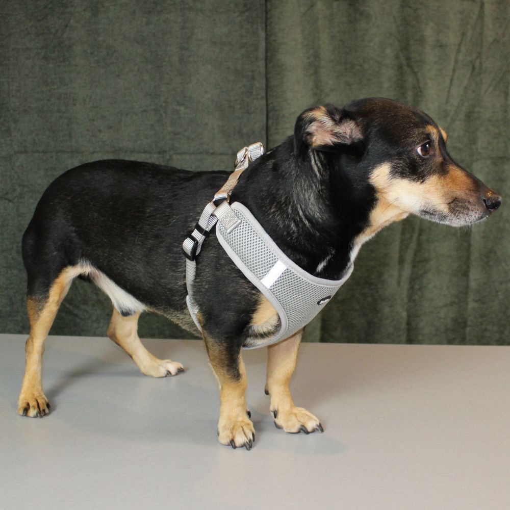 Nobby Geschirr MESH REFLECT - XXS/XS/S/M/L/XL - Nylon Meshgewebe Hundegeschirr