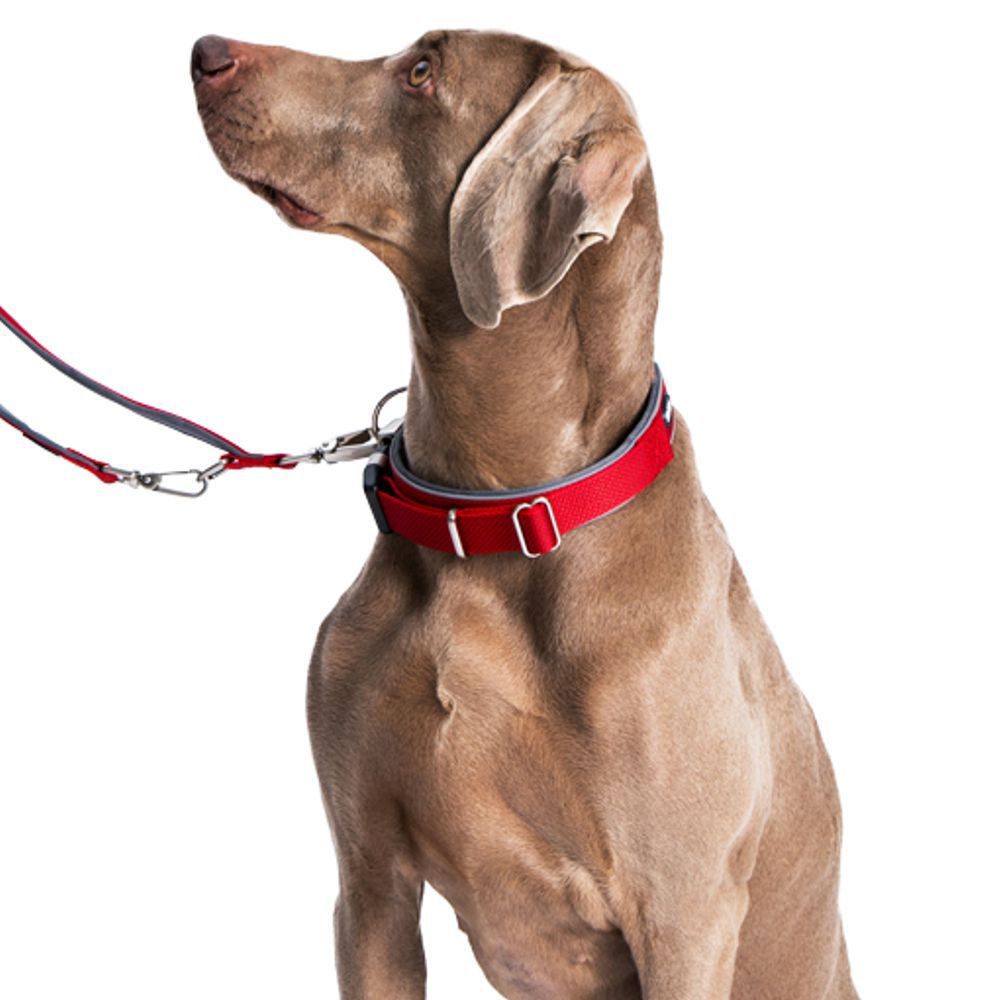 Nobby Halsband CLASSIC PRENO ROYAL - XS/XS-S/S-M/M-L/L-XL - Nylon Hundehalsband