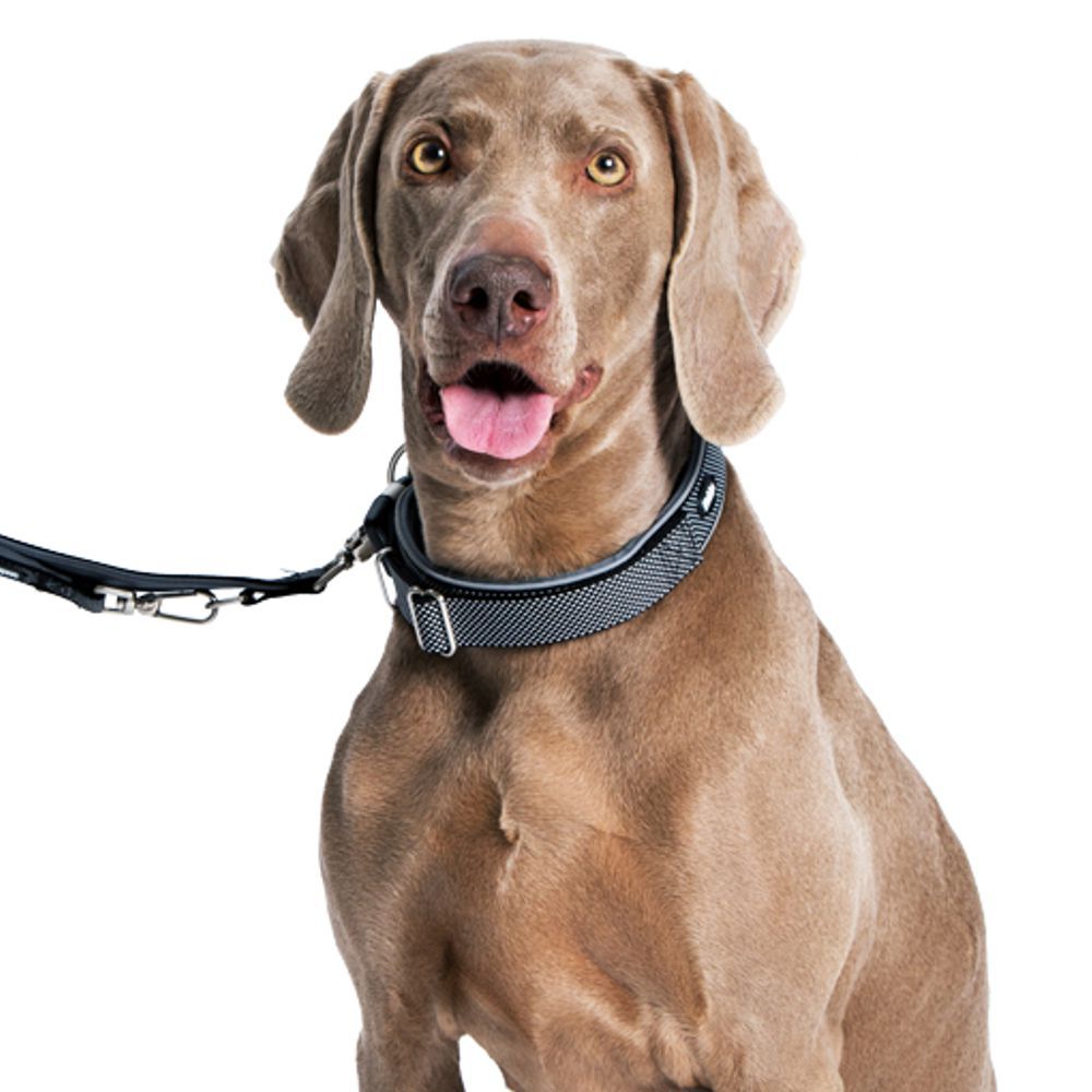 Nobby Halsband CLASSIC PRENO ROYAL - XS/XS-S/S-M/M-L/L-XL - Nylon Hundehalsband