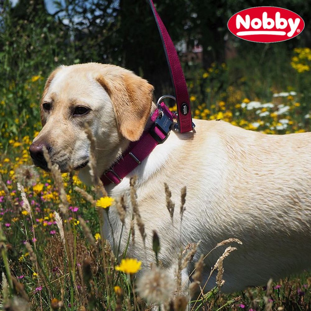 Nobby Halsband CLASSIC PRENO ROYAL - XS/XS-S/S-M/M-L/L-XL - Nylon Hundehalsband