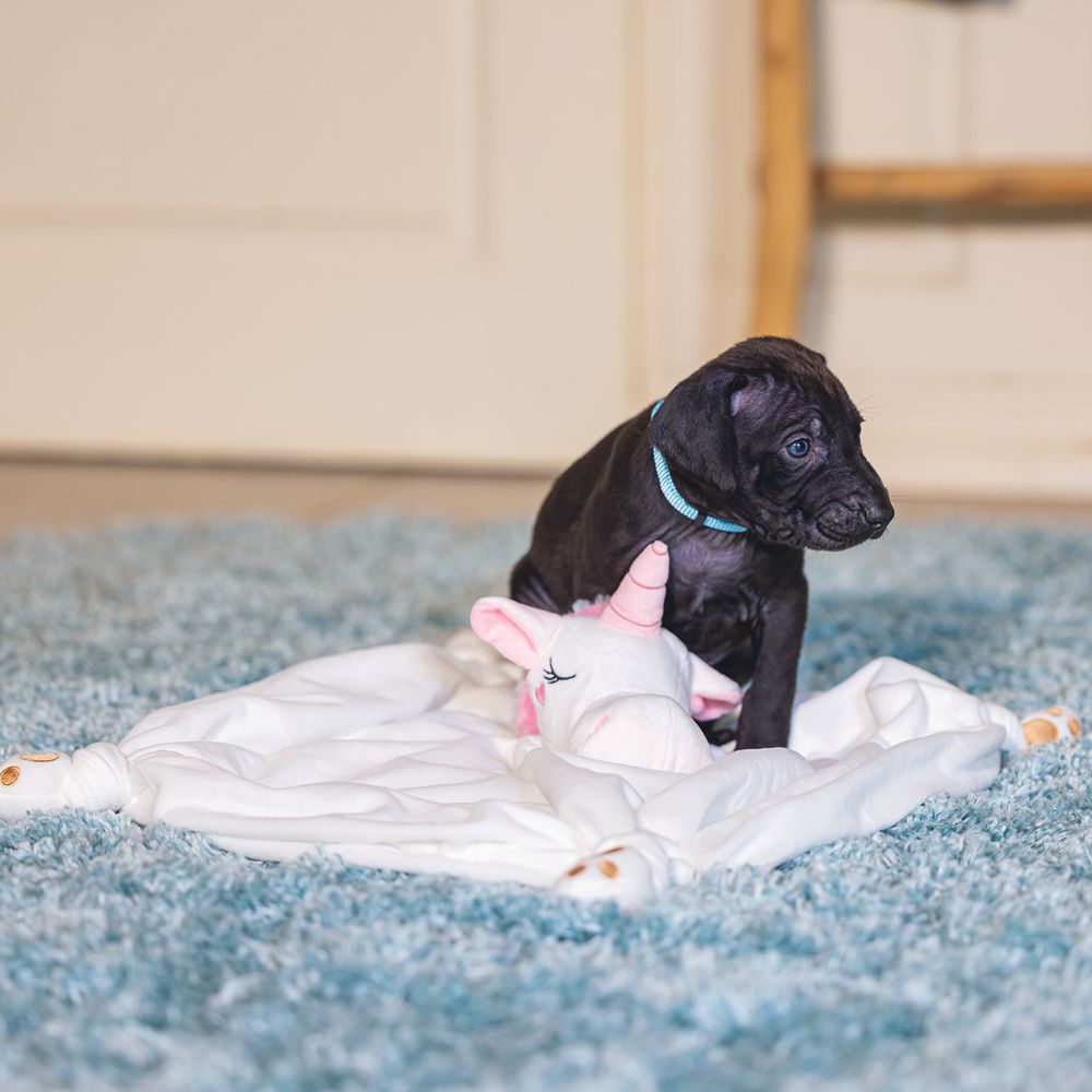 Beeztees Welpen Plüsch-Kuscheldecke EINHORN - Schmusetuch Kuscheltuch für Hunde