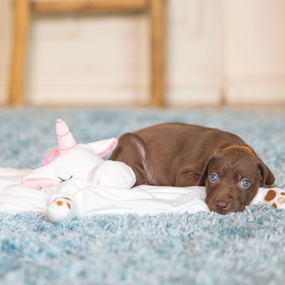 Beeztees Welpen Plüsch-Kuscheldecke EINHORN - Schmusetuch Kuscheltuch für Hunde