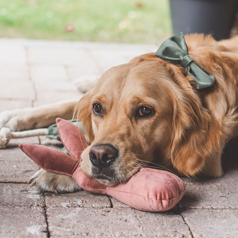 Designed by Lotte Hase ALINA - 27 cm - Samt-Hundespielzeug - Kuscheltier