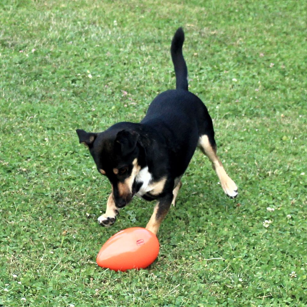 Beeztees Treibei für Hunde - FUNNY EGGY - Spielei - Treibball - Hundespielzeug