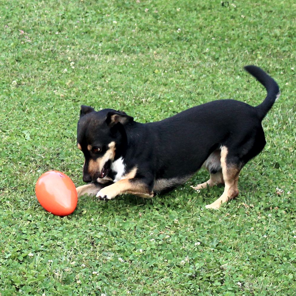 Beeztees Treibei für Hunde - FUNNY EGGY - Spielei - Treibball - Hundespielzeug