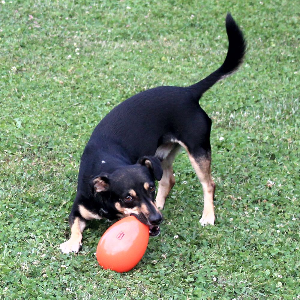 Beeztees Treibei für Hunde - FUNNY EGGY - Spielei - Treibball - Hundespielzeug
