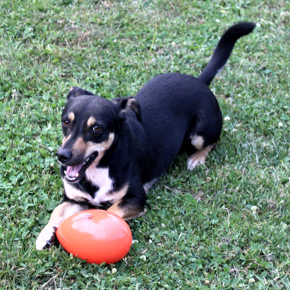 Beeztees Treibei für Hunde - FUNNY EGGY - Spielei - Treibball - Hundespielzeug