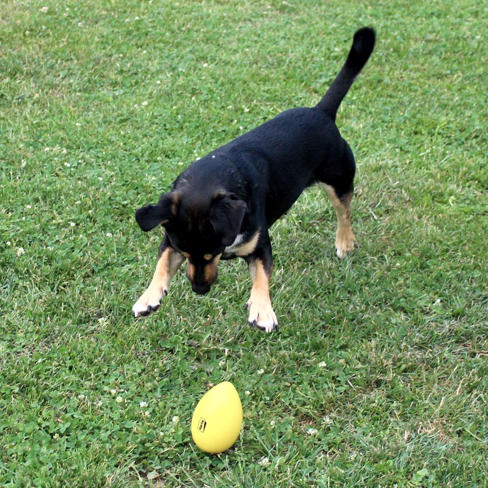 Beeztees Treibei für Hunde - FUNNY EGGY - Spielei - Treibball - Hundespielzeug
