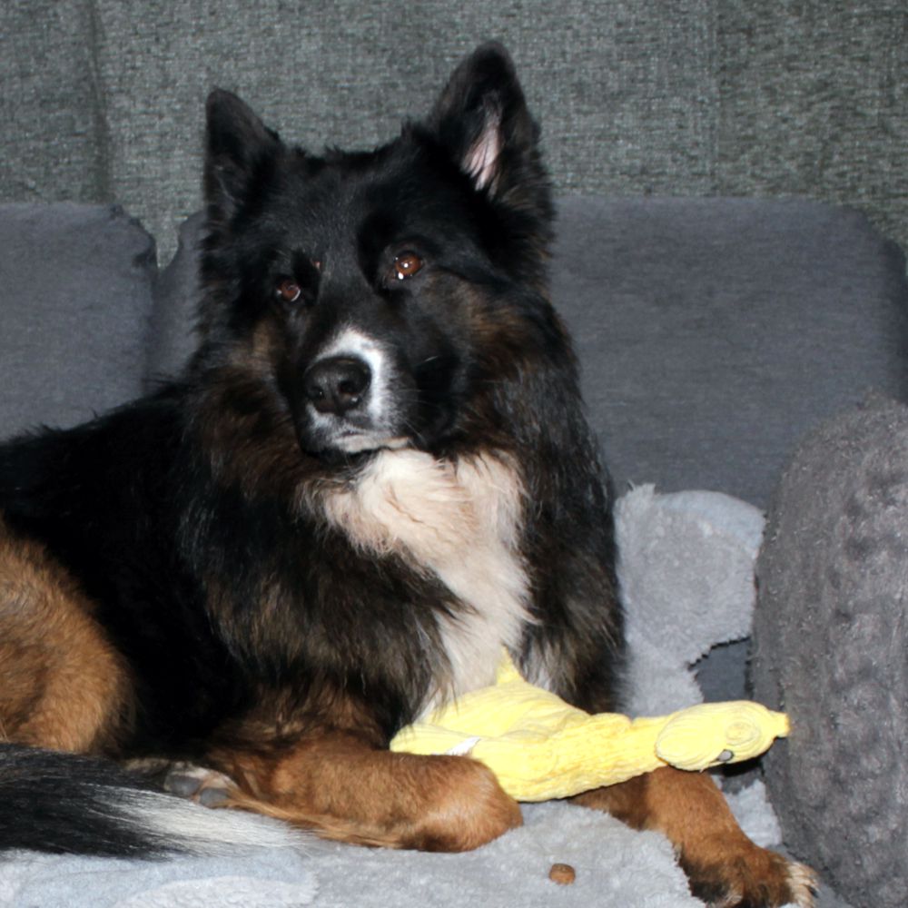 Beeztees Plüsch-Hundespielzeug - RIB - Kuscheltier Plüschtier mit Squeaker