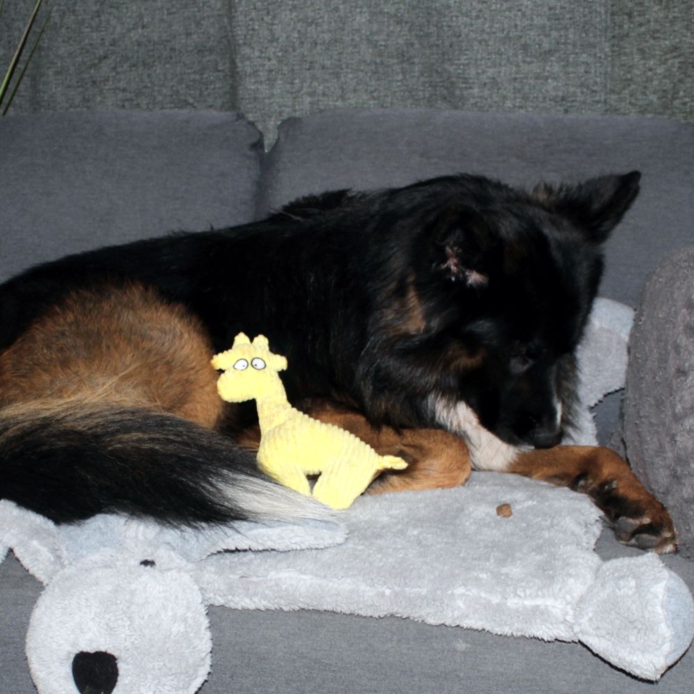 Beeztees Plüsch-Hundespielzeug - RIB - Kuscheltier Plüschtier mit Squeaker