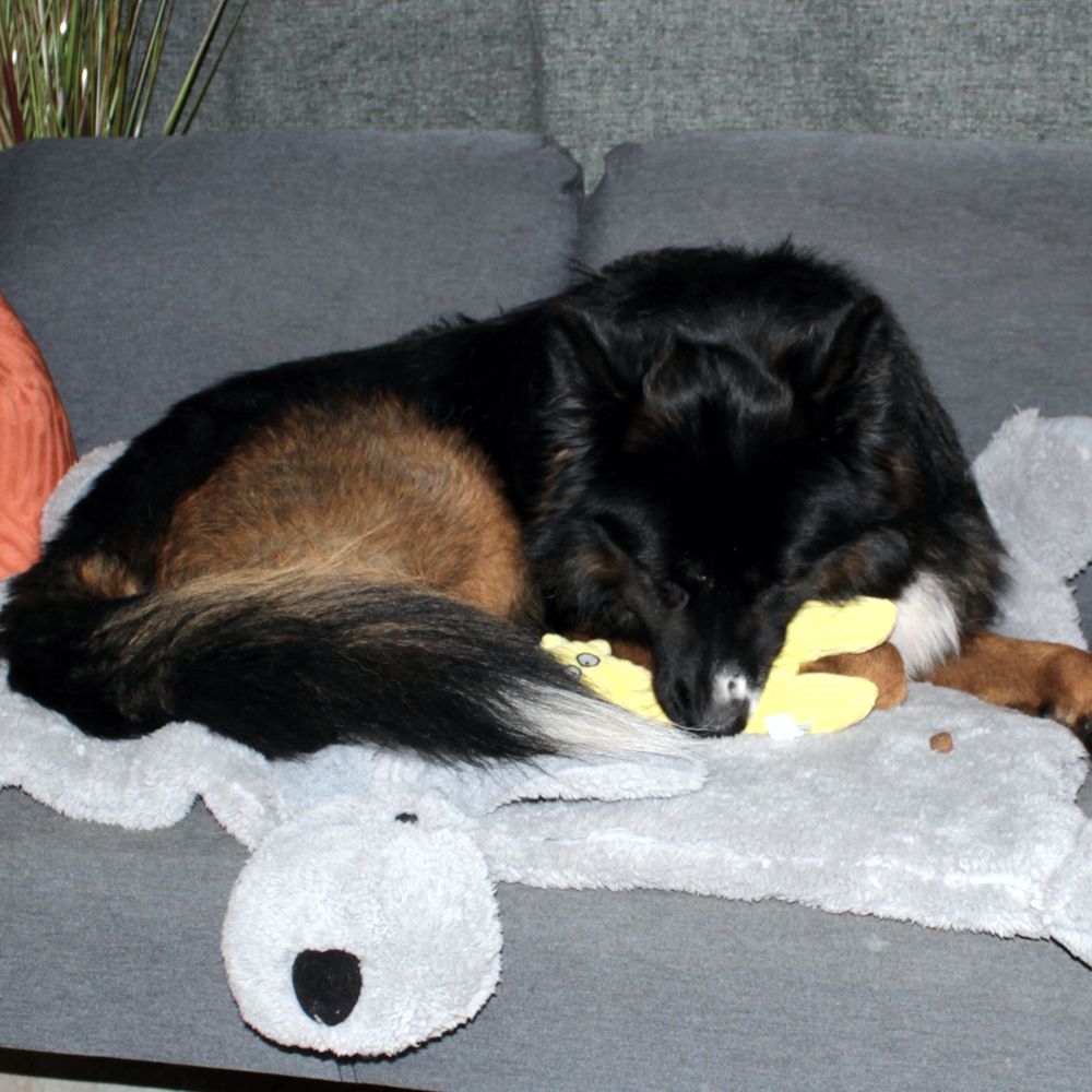Beeztees Plüsch-Hundespielzeug - RIB - Kuscheltier Plüschtier mit Squeaker