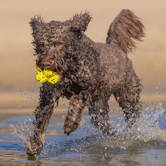 Beeztees Fetch Ball ATOM - Wasserspielzeug Apportierspielzeug Hundespielzeug