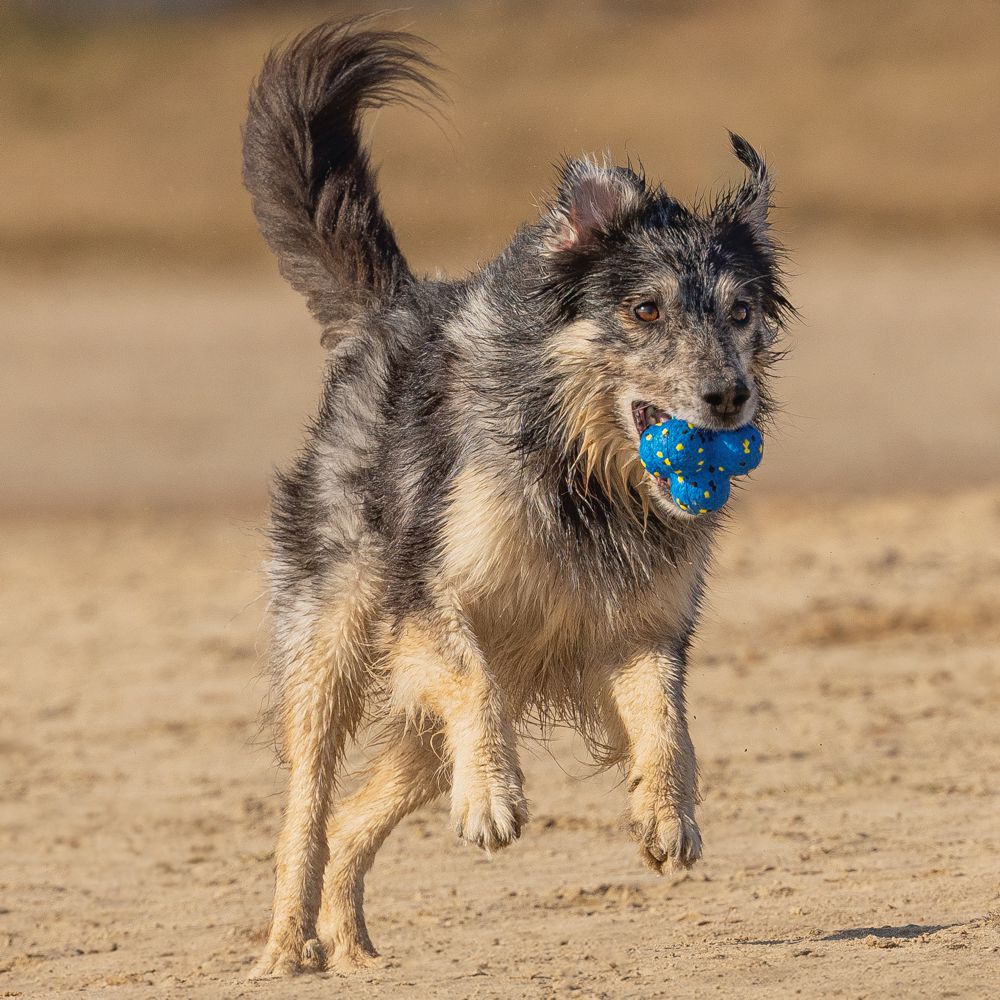 Beeztees Fetch Ball ATOM - Wasserspielzeug Apportierspielzeug Hundespielzeug