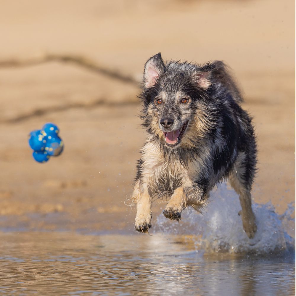 Beeztees Fetch Ball ATOM - Wasserspielzeug Apportierspielzeug Hundespielzeug