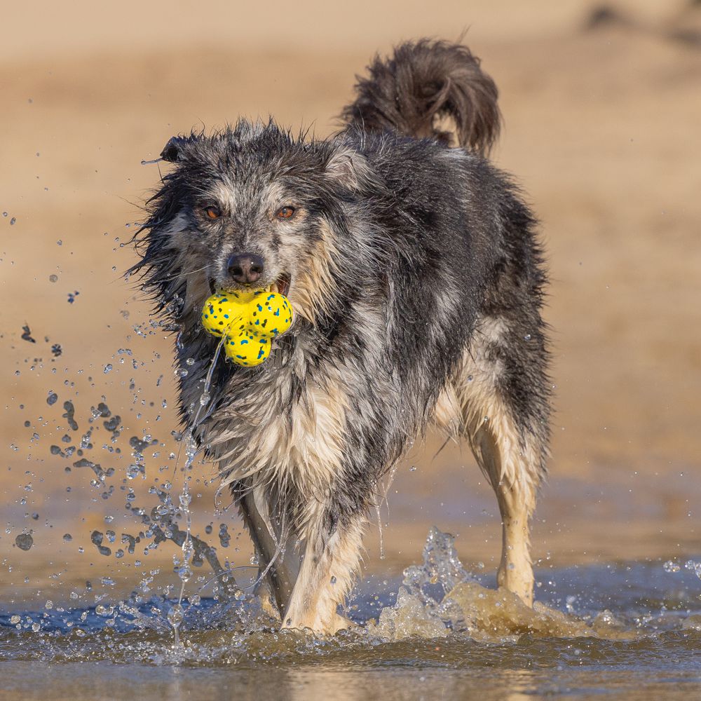Beeztees Fetch Ball ATOM - Wasserspielzeug Apportierspielzeug Hundespielzeug