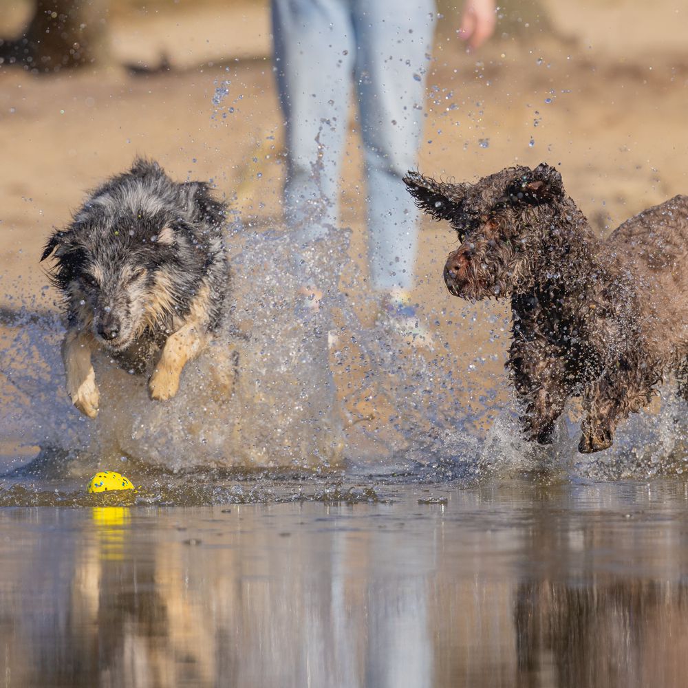 Beeztees Fetch Ball FOOTBALL - Wasserspielzeug Apportierspielzeug Hundespielzeug