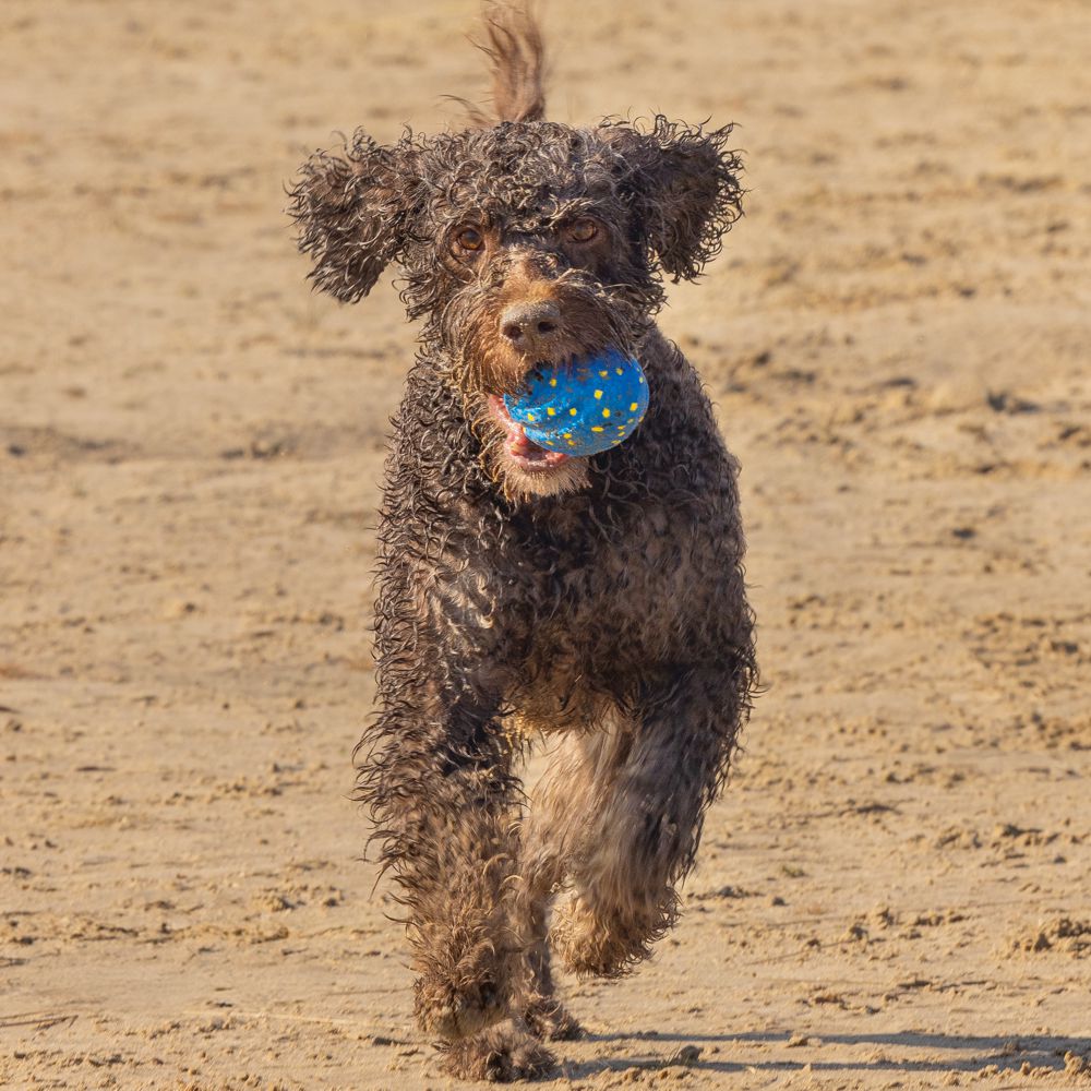 Beeztees Fetch Ball FOOTBALL - Wasserspielzeug Apportierspielzeug Hundespielzeug