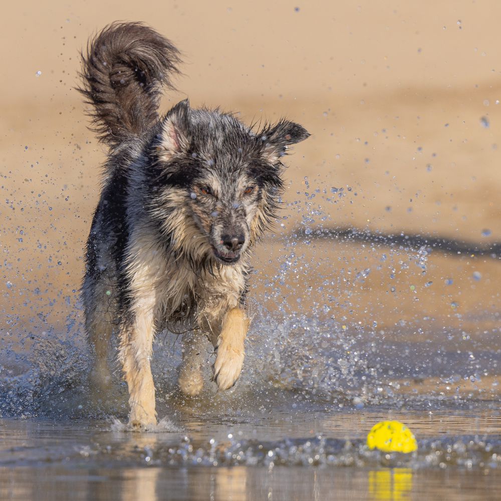 Beeztees Fetch Ball FOOTBALL - Wasserspielzeug Apportierspielzeug Hundespielzeug