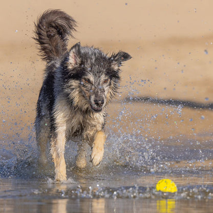 Beeztees Fetch Ball FOOTBALL - Wasserspielzeug Apportierspielzeug Hundespielzeug