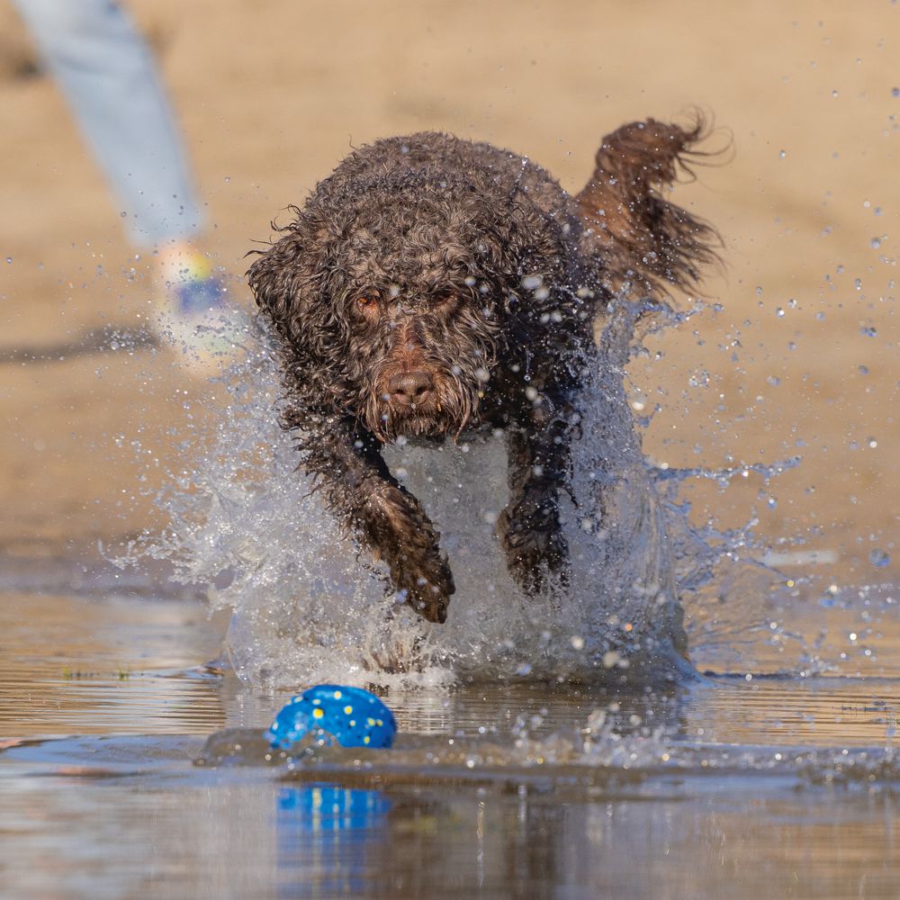 Beeztees Fetch Ball FOOTBALL - Wasserspielzeug Apportierspielzeug Hundespielzeug