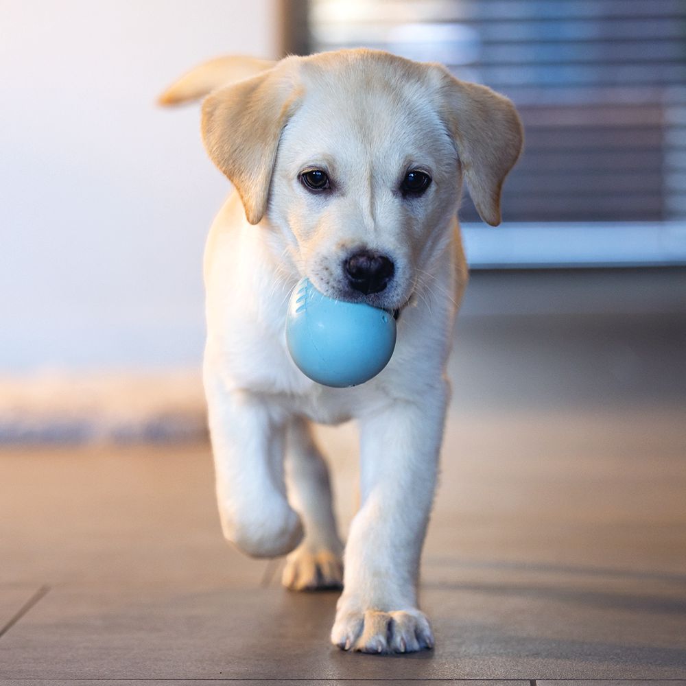 Beeztees Puppy Snack-Ei - Welpen Beschäftigungsball Snackball Futterball - Snack Leckerli
