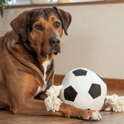 Beeztees Plüsch-Ball mit Seil - Apportieren Zerren Suchen - Apportierspielzeug