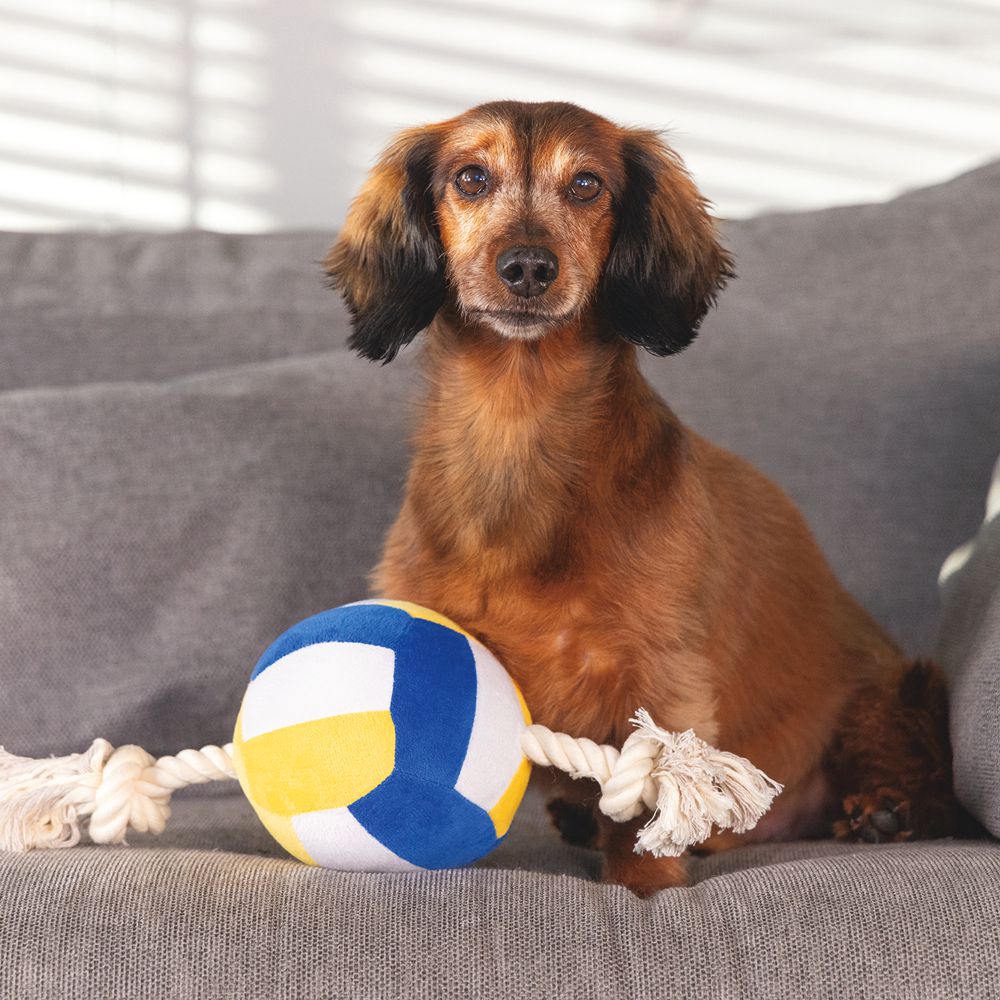 Beeztees Plüsch-Ball mit Seil - Apportieren Zerren Suchen - Apportierspielzeug