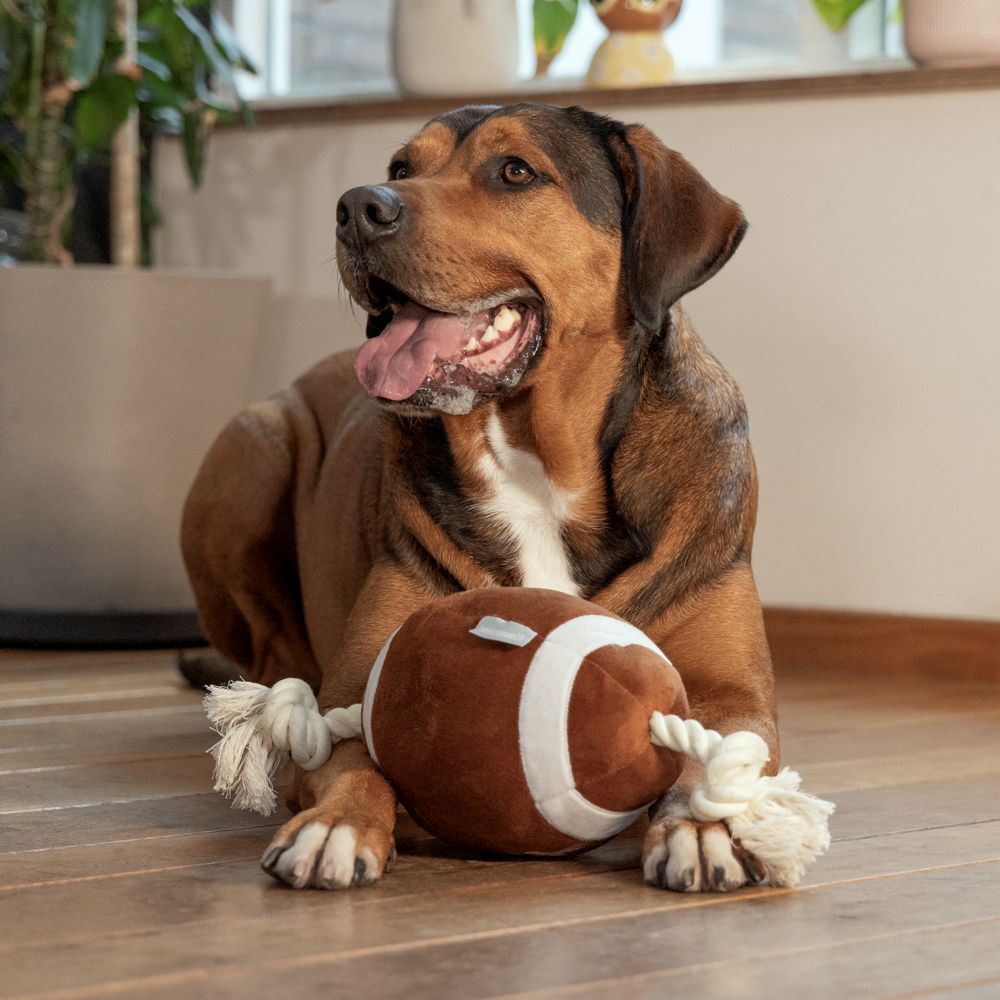 Beeztees Plüsch-Ball mit Seil - Apportieren Zerren Suchen - Apportierspielzeug