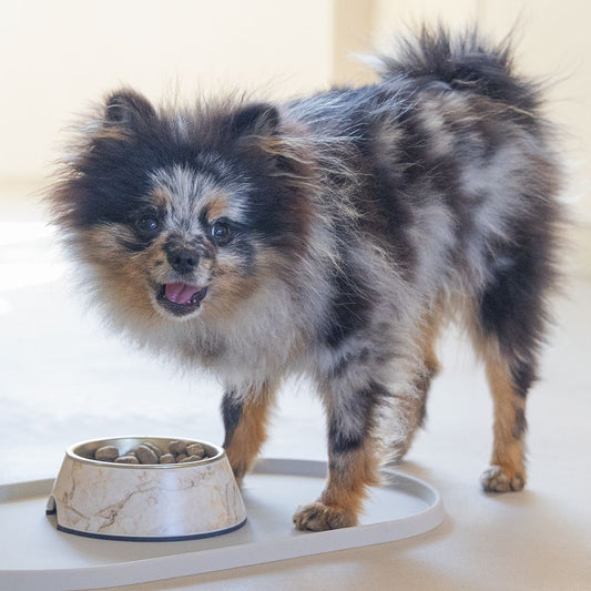 Designed by Lotte Hundenapf MEIS - Edelstahl - Futternapf Wassernapf marmoriert