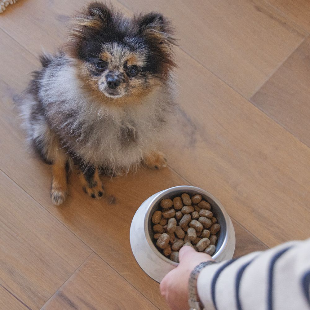 Designed by Lotte Hundenapf MEIS - Edelstahl - Futternapf Wassernapf marmoriert