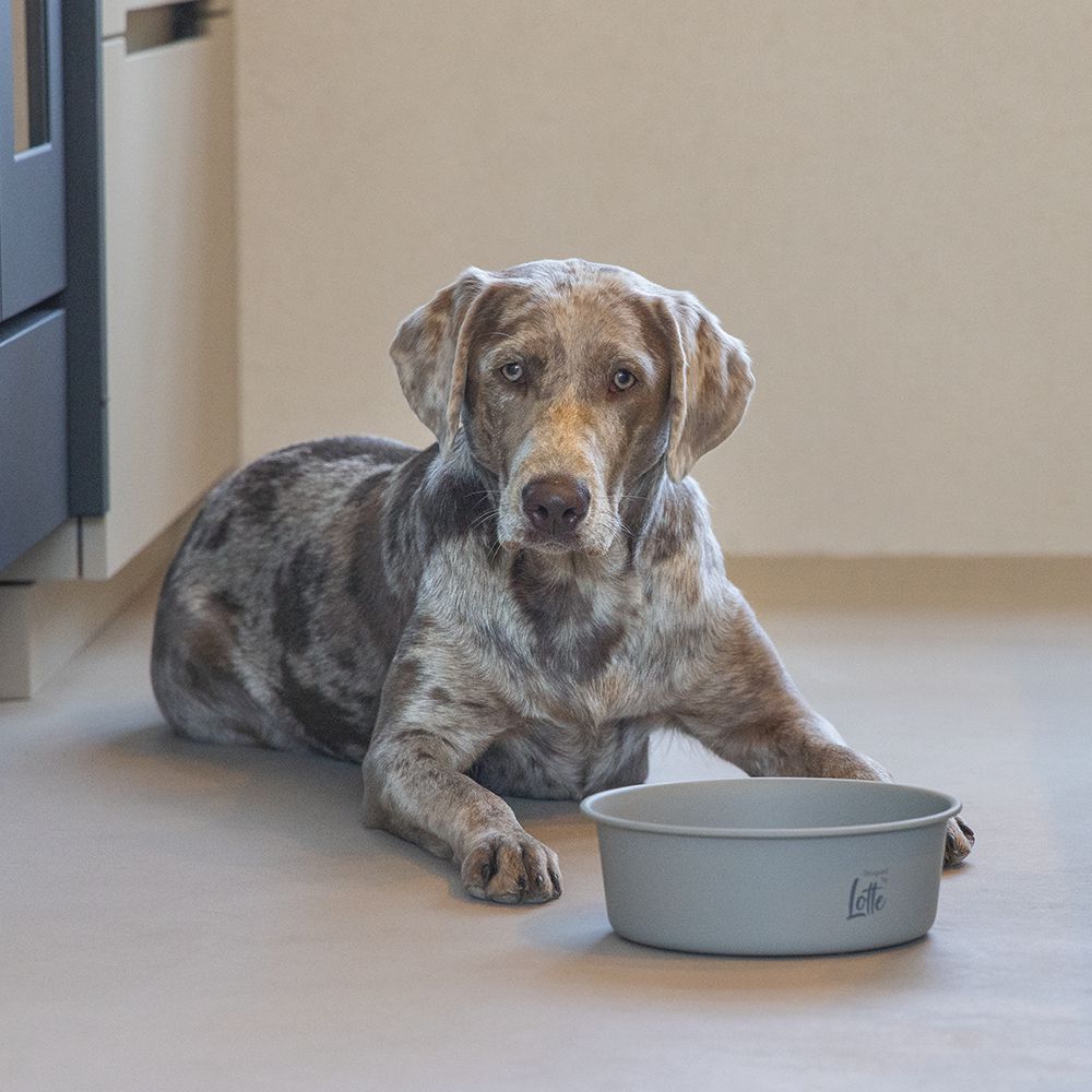 Designed by Lotte Hundenapf FERIBO - Edelstahl hellgrau Futternapf Wassernapf