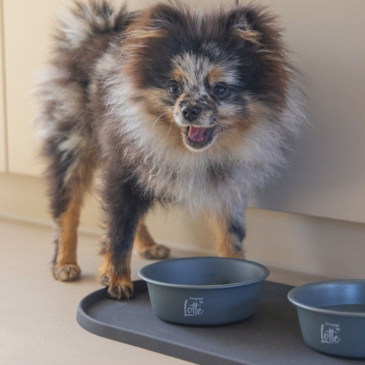 Designed by Lotte Hundenapf FERIBO - Edelstahl dunkelgrau Futternapf Wassernapf