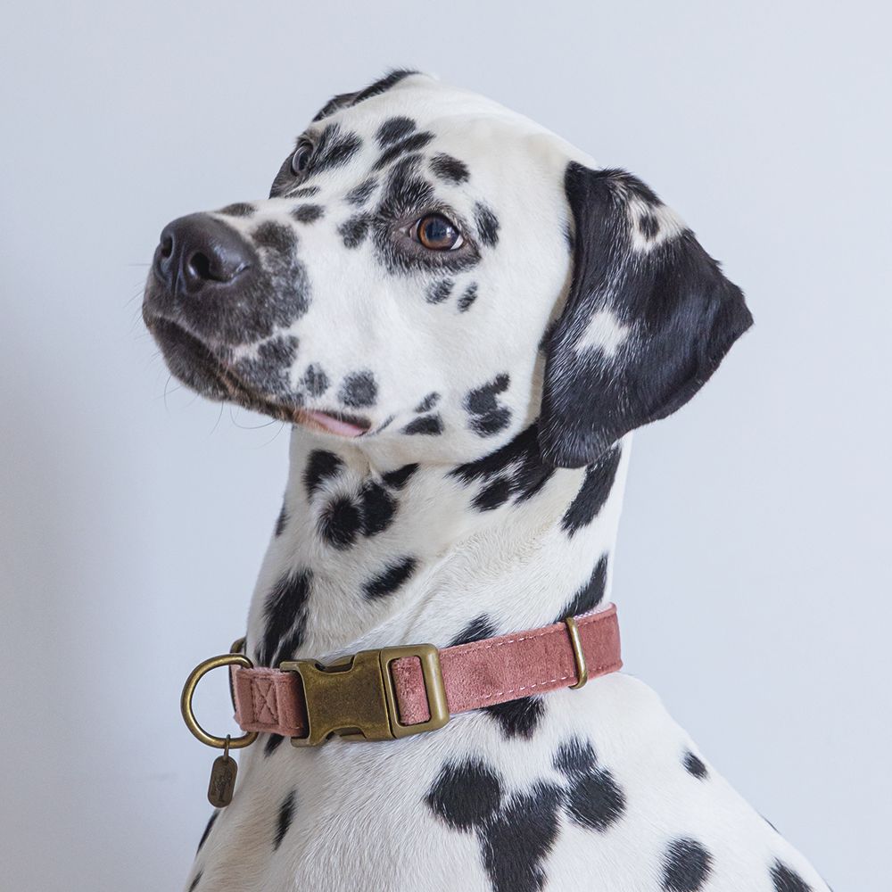 Designed by Lotte Halsband VELURA - XS/S/M/L - grau/grün/rosa - Hundehalsband