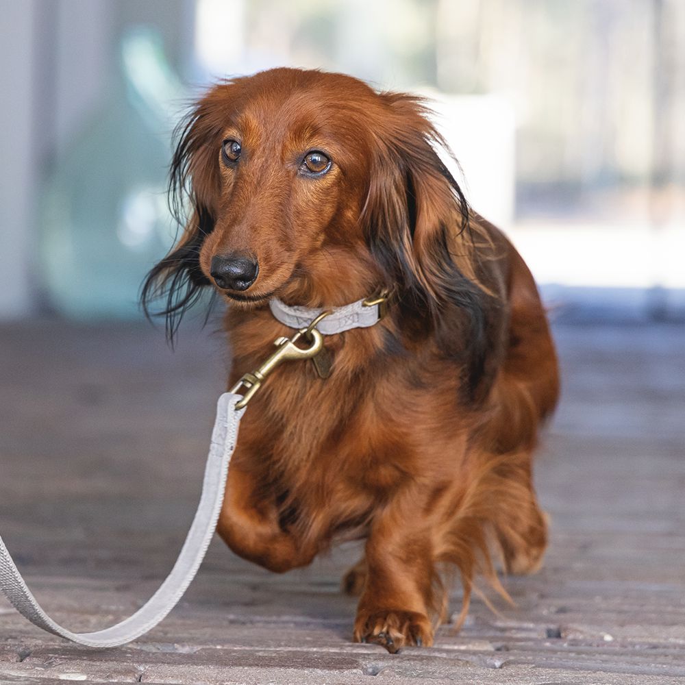 Designed by Lotte Halsband VELURA - XS/S/M/L - grau/grün/rosa - Hundehalsband