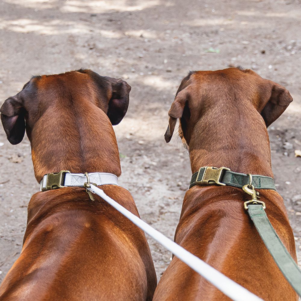 Designed by Lotte Halsband VELURA - XS/S/M/L - grau/grün/rosa - Hundehalsband