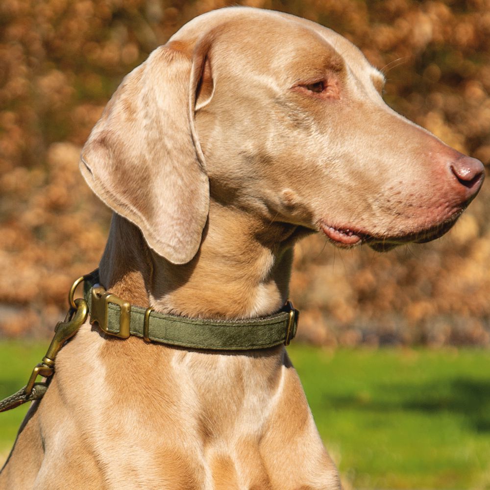 Designed by Lotte Halsband VELURA - XS/S/M/L - grau/grün/rosa - Hundehalsband