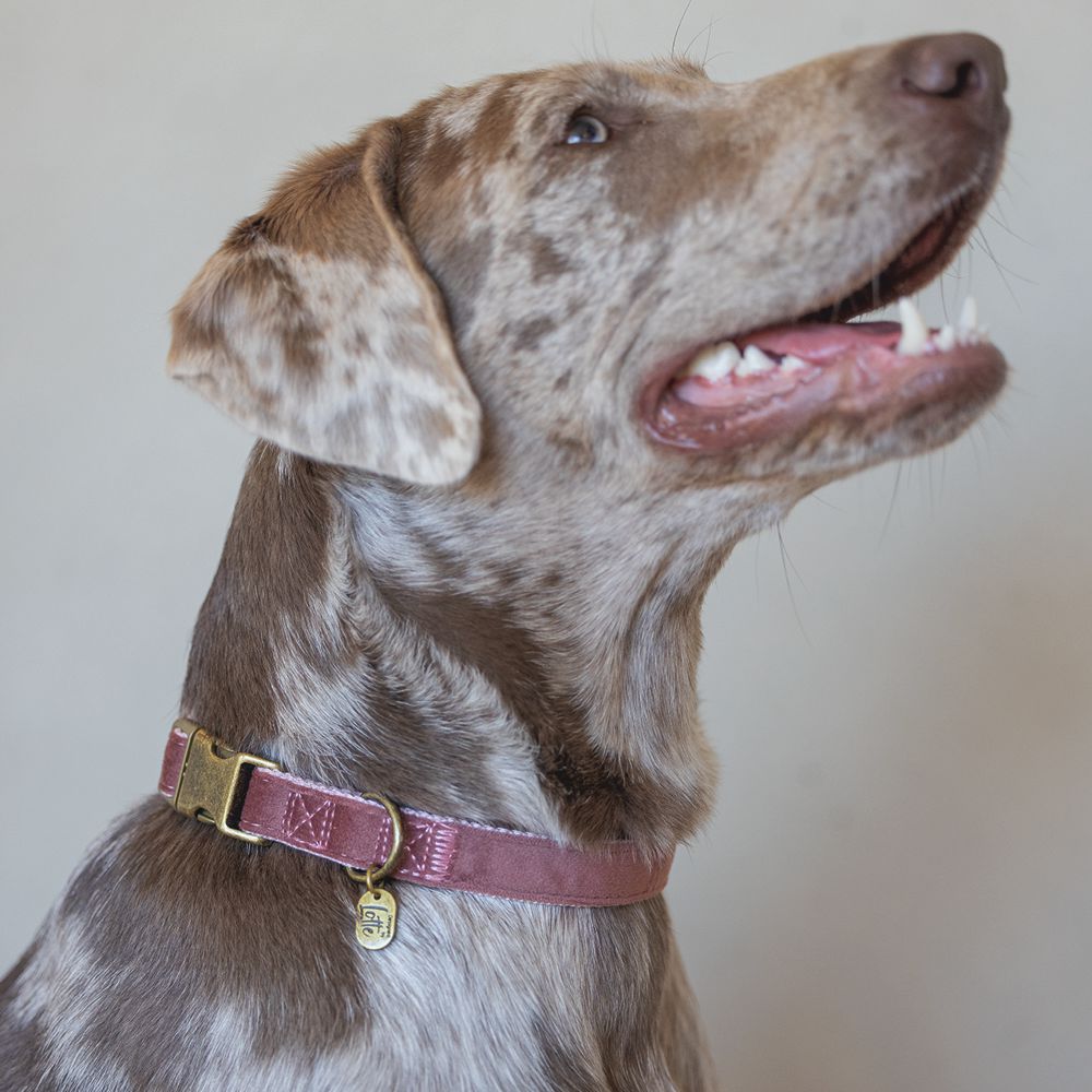 Designed by Lotte Halsband VELURA - XS/S/M/L - grau/grün/rosa - Hundehalsband