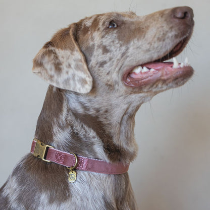 Designed by Lotte Halsband VELURA - XS/S/M/L - grau/grün/rosa - Hundehalsband